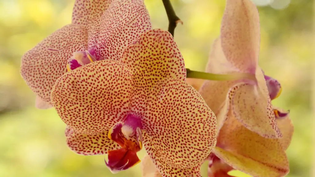 When are comming keikies in my phalaenopsis orchid?