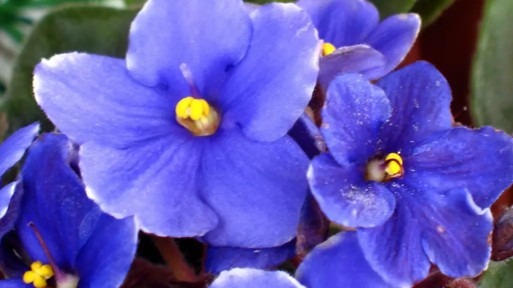 How to wick african violets with yarn?