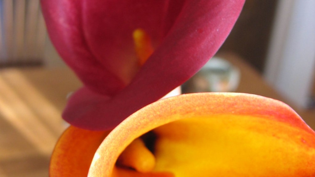 How to care for a potted calla lily?