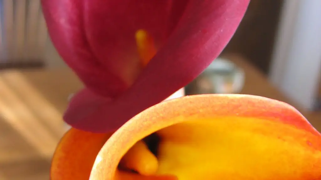 How long does it take calla lily bulbs to bloom?