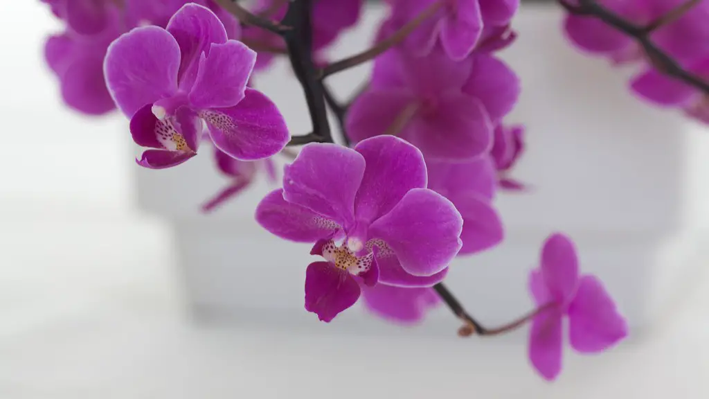 What pollinates phalaenopsis orchid?