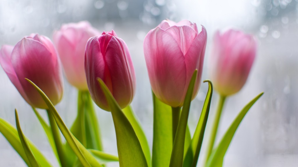 What is the use of tulip flower?