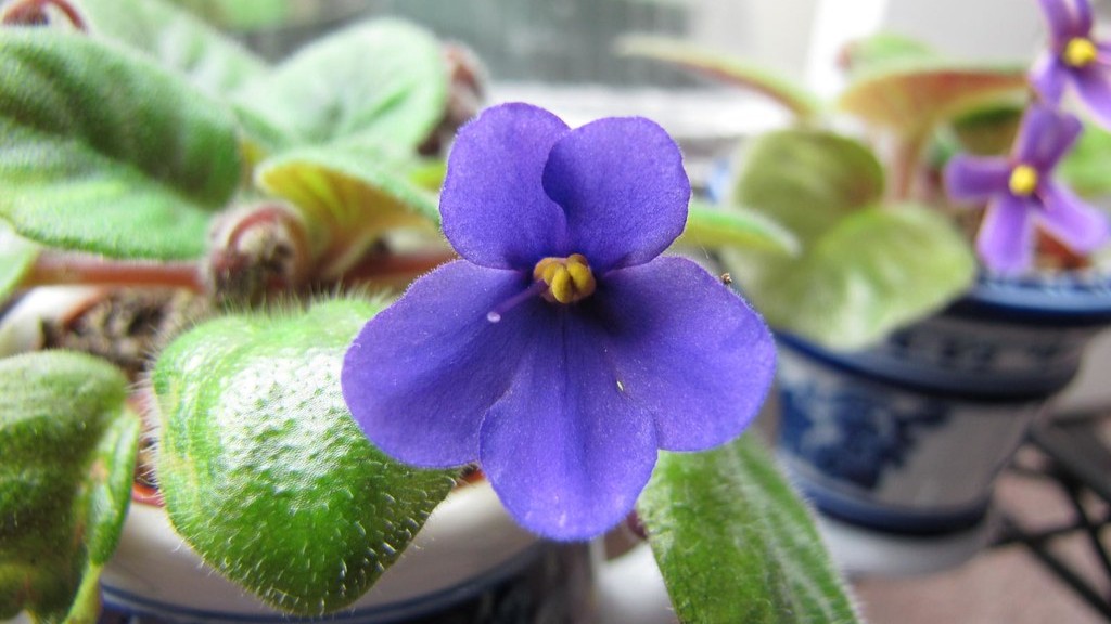 What causes light colored spots on african violets?