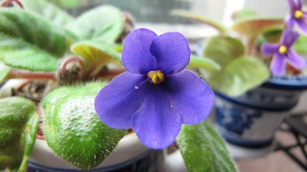 Are african violets cat safe?