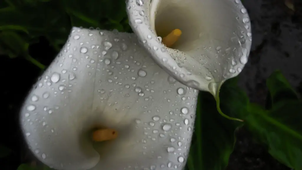 When to water calla lily?