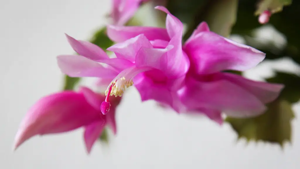 What color is a christmas cactus?