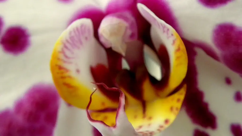 What is multiflora phalaenopsis orchid?