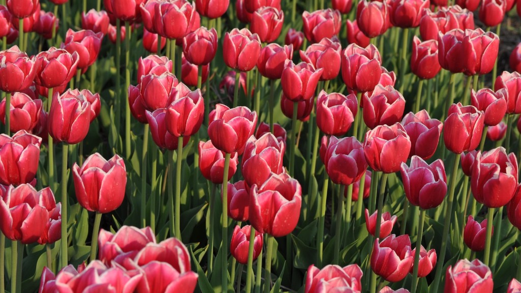 Does cutting spent tulip flower create more bulbs later?