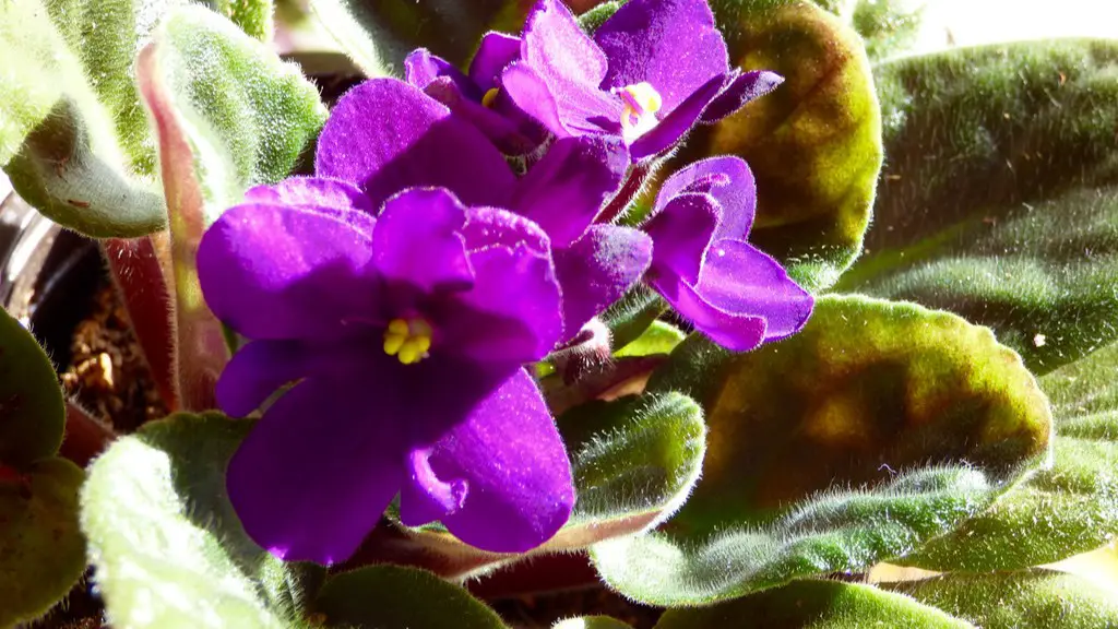 When do african violets bloom indoors?