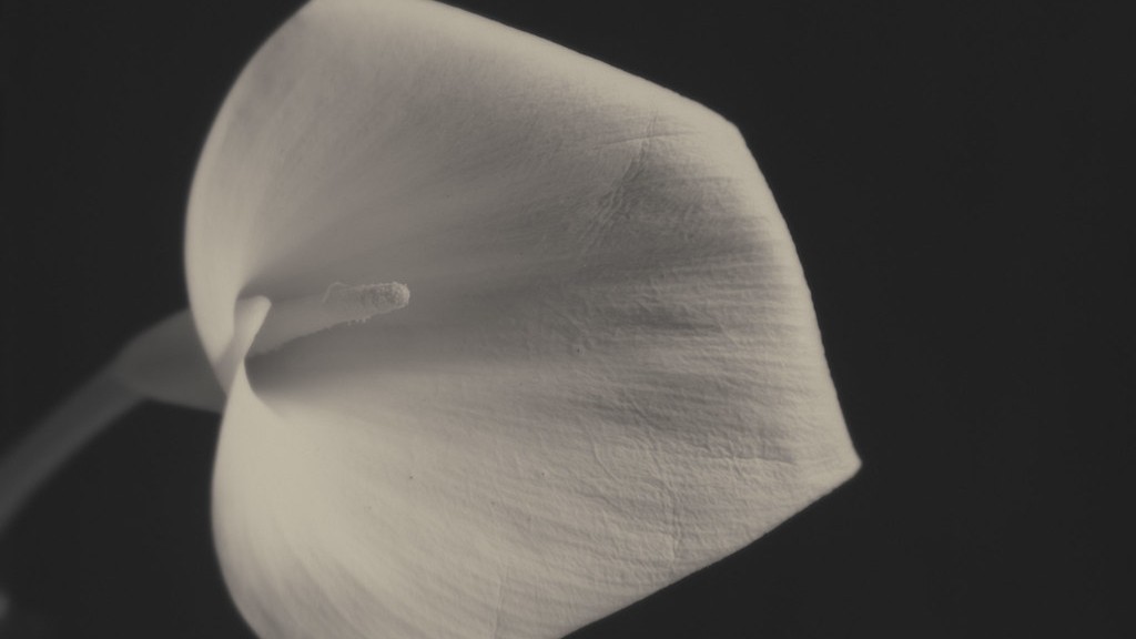 How long for a calla lily to bloom?