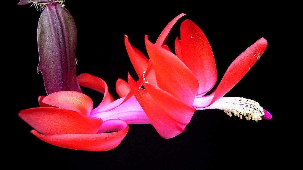 How big does a calla lily get?