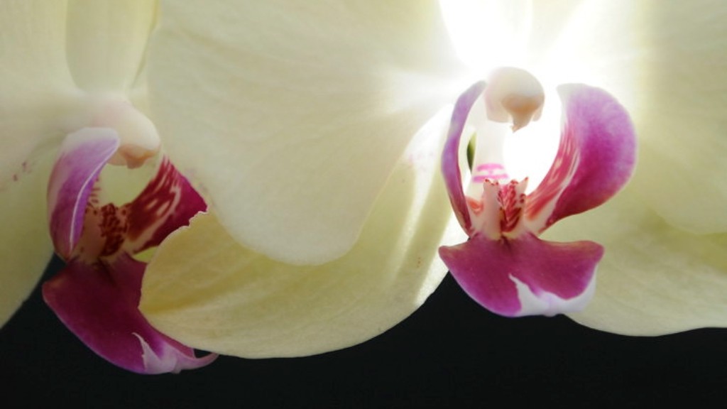 How big does a phalaenopsis orchid get?