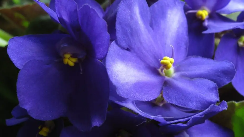 Which way should african violets face?