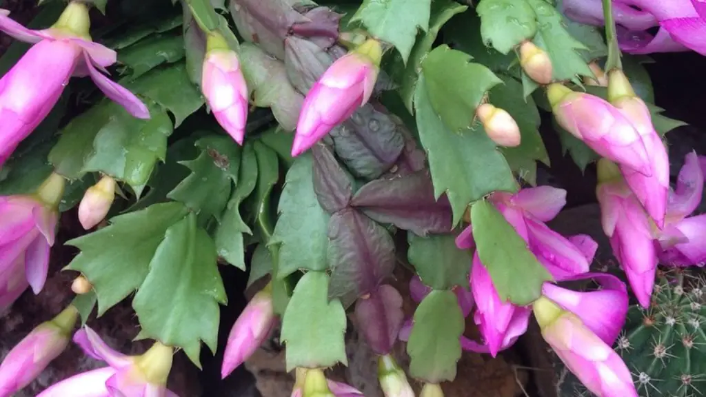 How do you prune a christmas cactus?