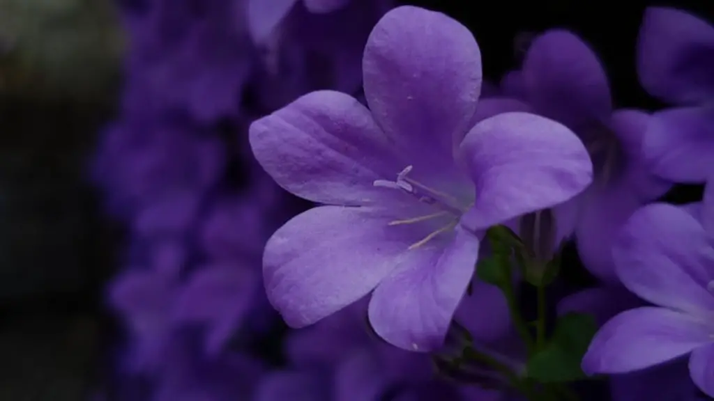 What causes white spots on african violets?