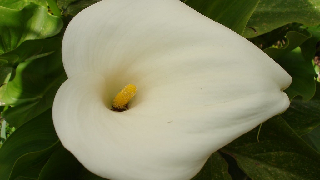 Does the calla lily have flowers?