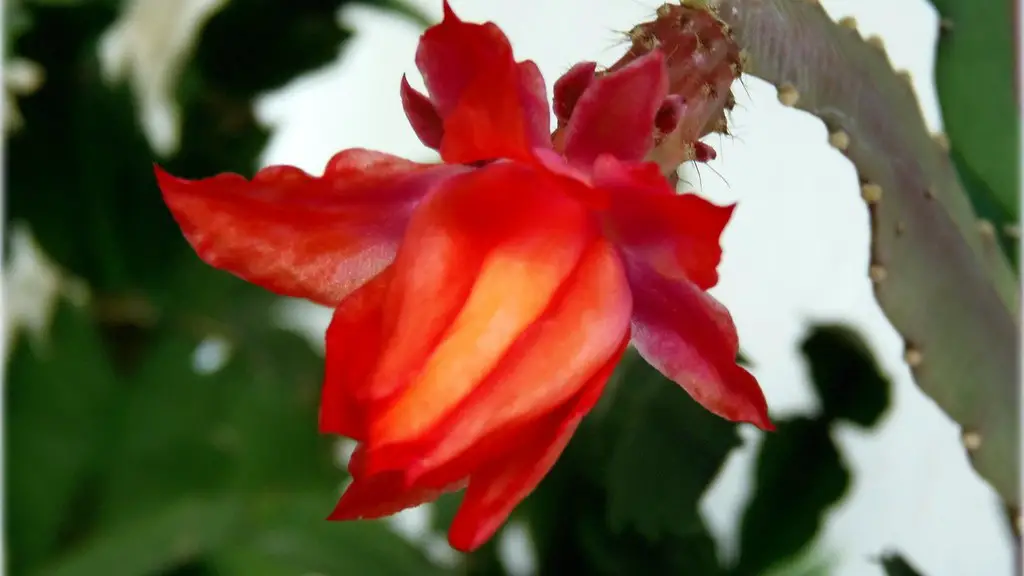 Do you water a christmas cactus when it is blooming?