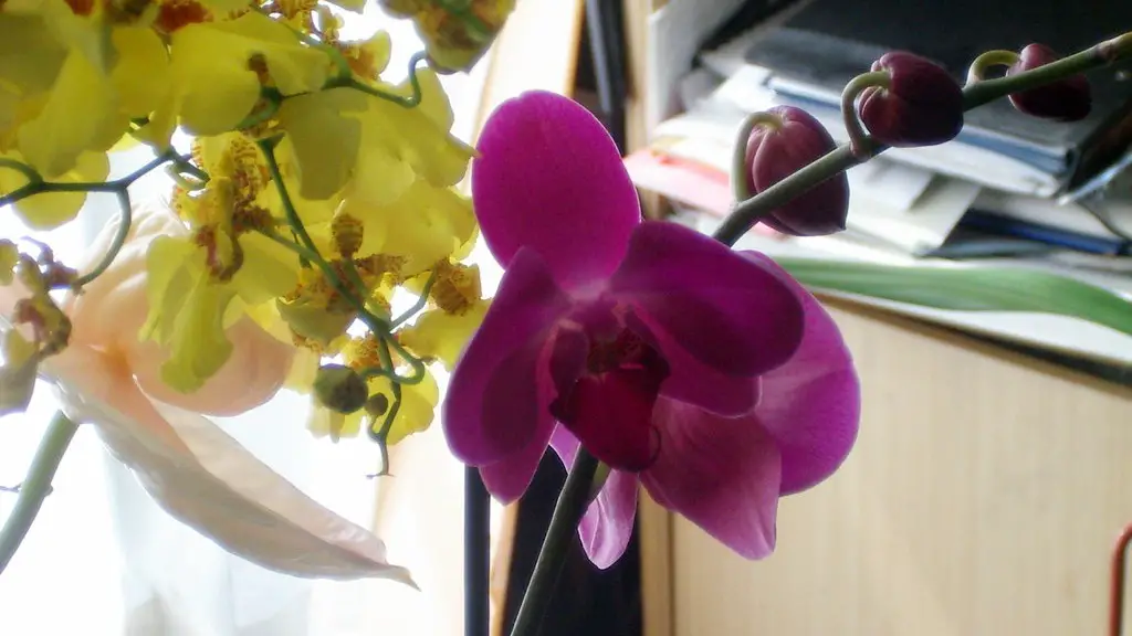 What to do with a phalaenopsis orchid after flowering?