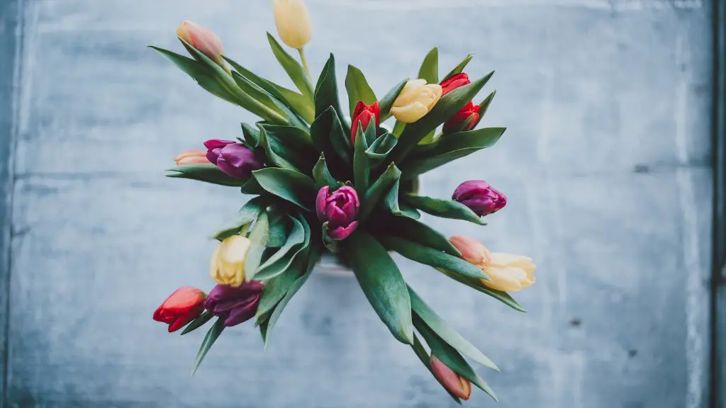 Should you water a christmas cactus when it is blooming?