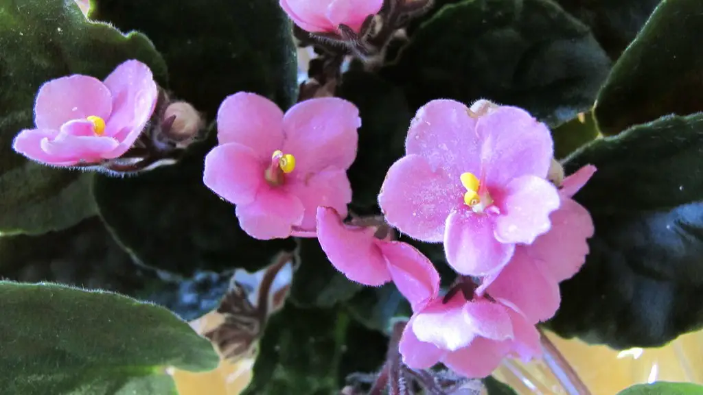 How do african violets bloom?