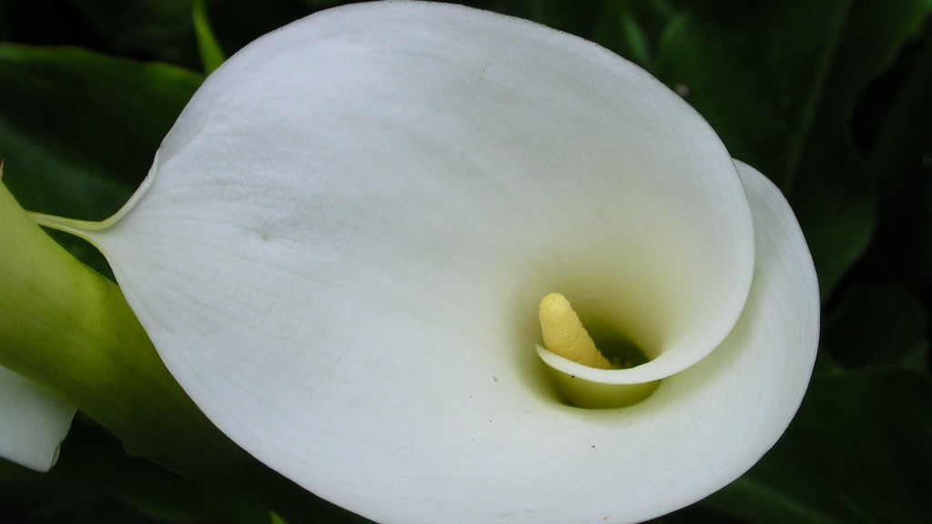 Which way up for calla lily bulbs?
