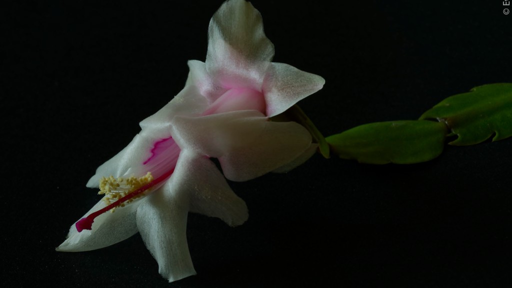 What’s the difference between thanksgiving cactus and christmas cactus?