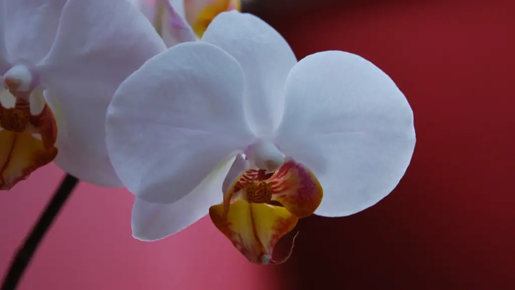 When should i fertilize my phalaenopsis orchid?