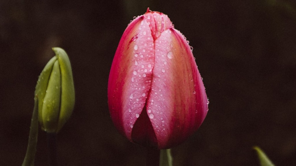 How many petals does a tulip flower have?