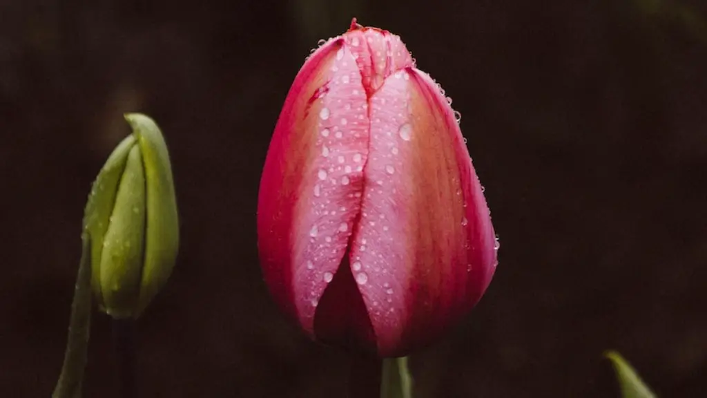 How to care for a potted calla lily?