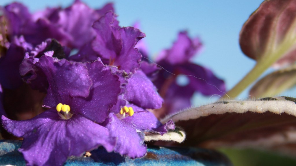 Why do african violets flowers get leggy?