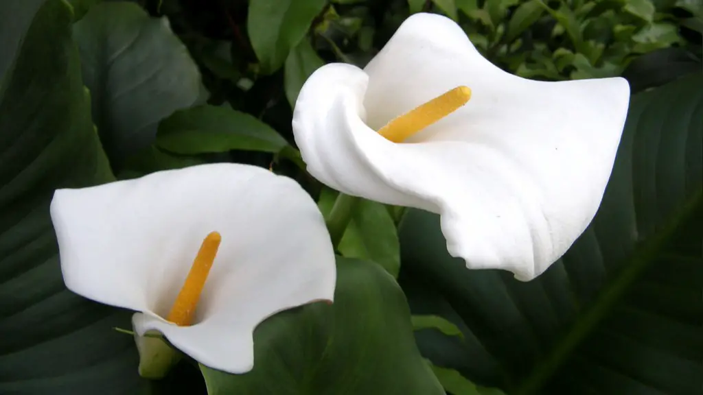 How to keep calla lily alive?