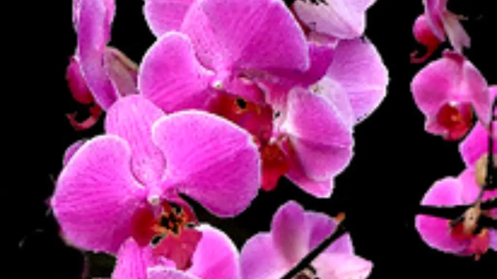 How to propagate phalaenopsis orchid youtube?