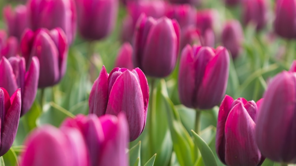 How to make a tulip flower rainbow loom?