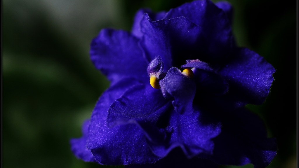 What kills wild african violets?