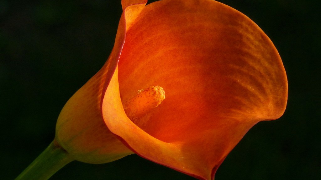 How to take care of calla lily flowers?