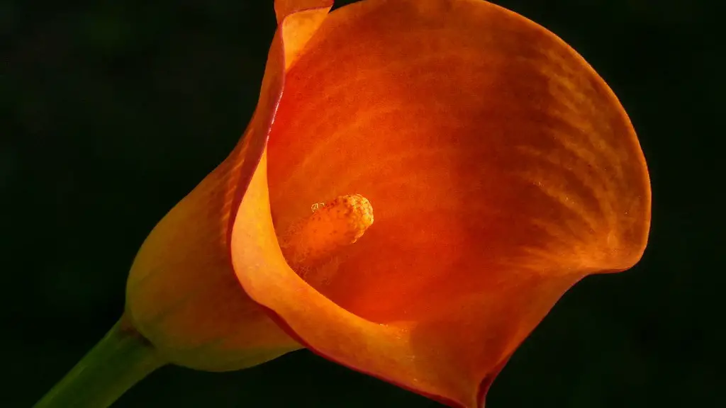 Do calla lily like sun?