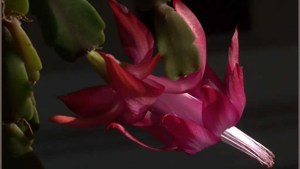 When do christmas cactus start blooming?