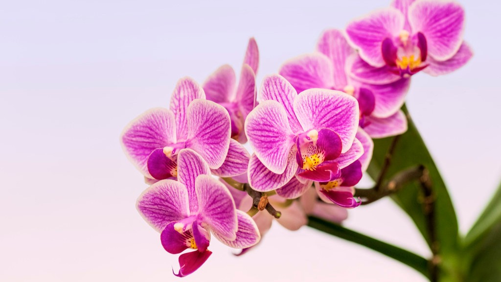How often to water a phalaenopsis orchid in bloom?