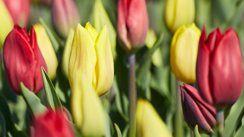 How to make beaded tulip flower?