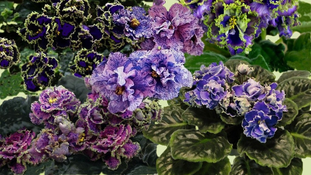 Will african violets lose varuegation in blossoms?
