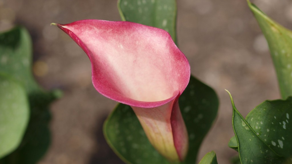 Why does my calla lily have water droplets?