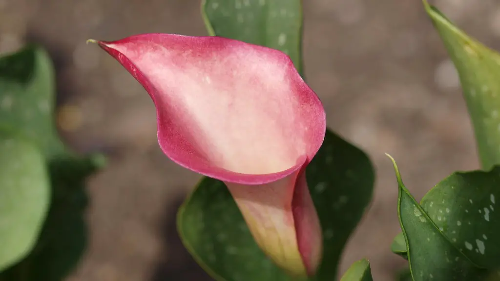 Why are my calla lily flowers turning green?