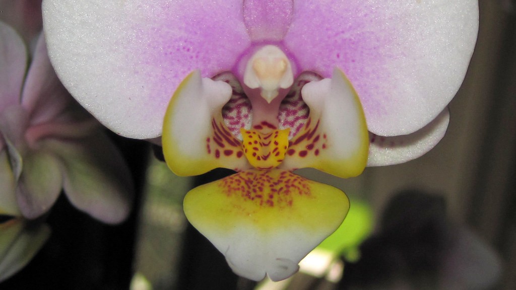 How to care for phalaenopsis orchid?