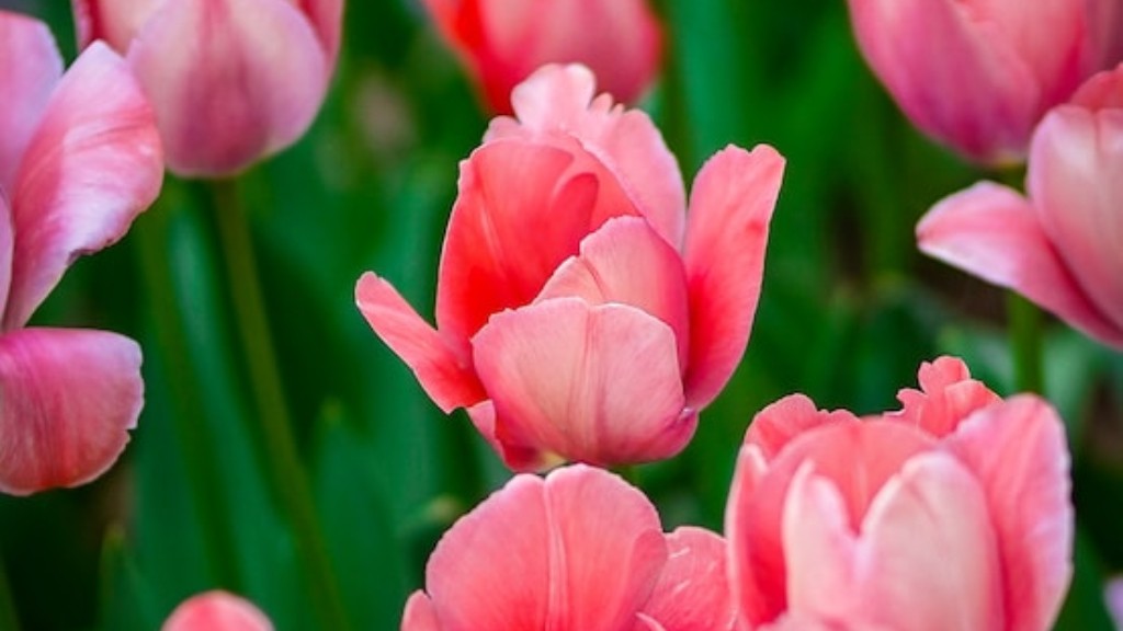 Can you plant a tulip flower?