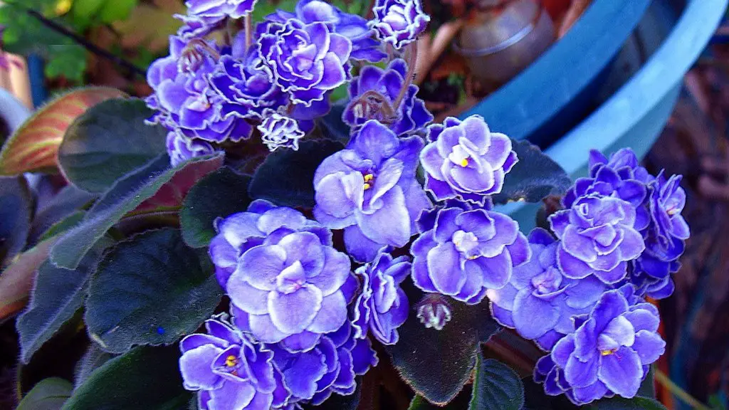 How often african violets flower?