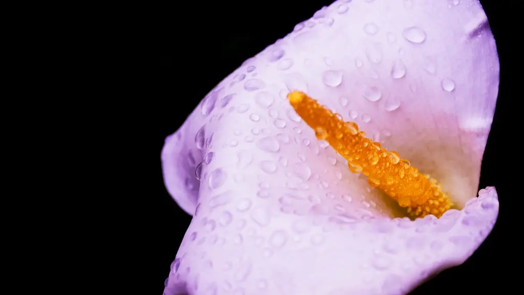 Can calla lily be grown indoors?