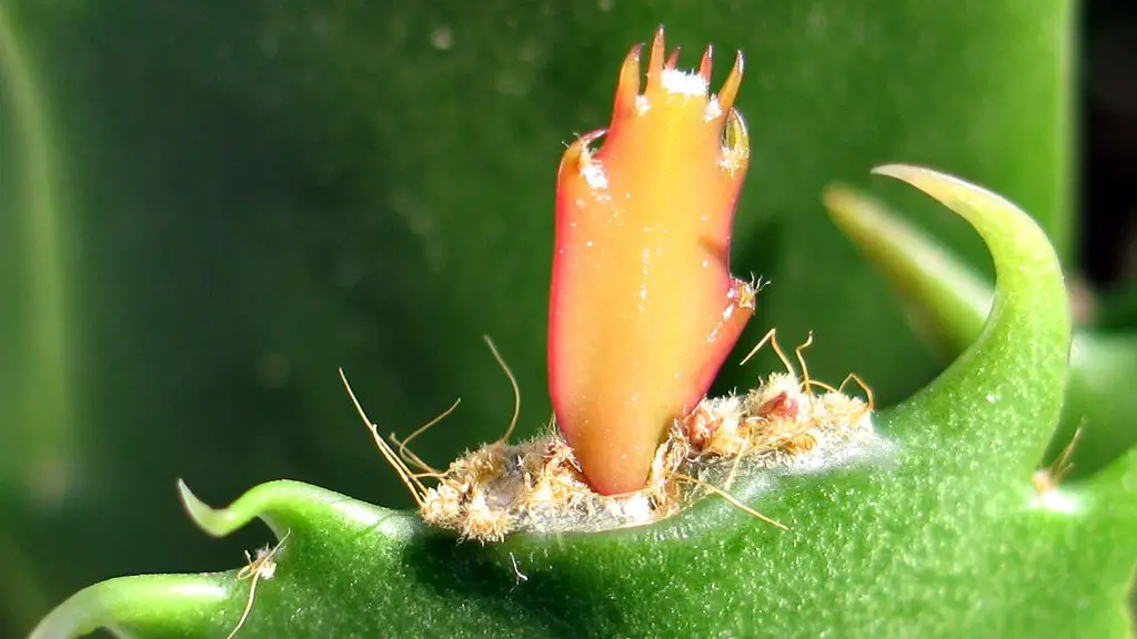 How to plant a christmas cactus?