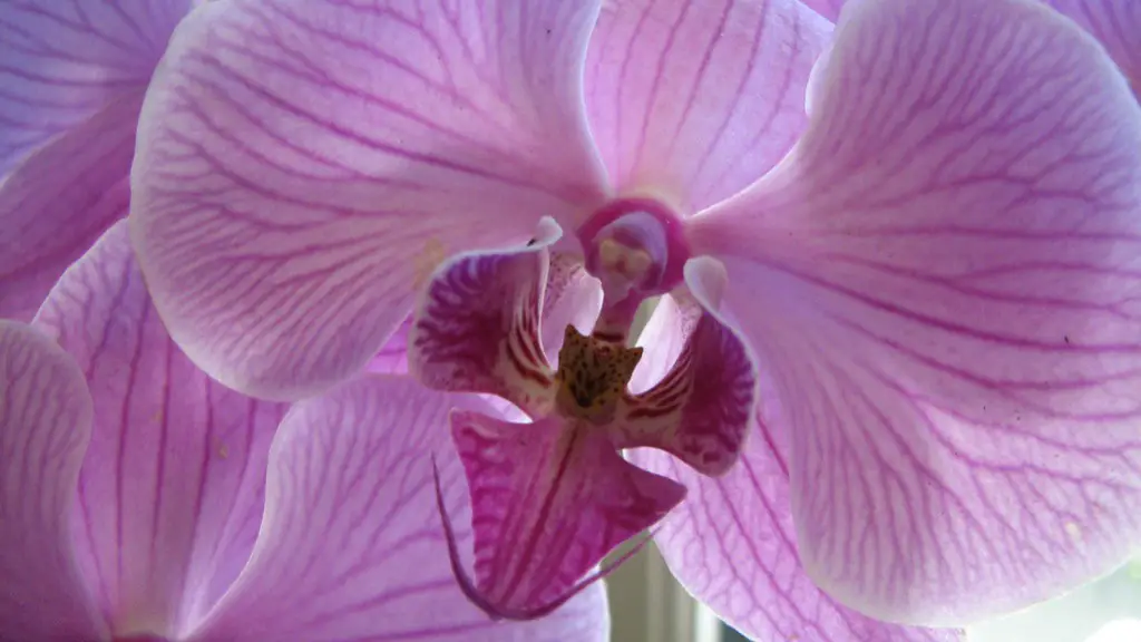 How to water phalaenopsis orchid?