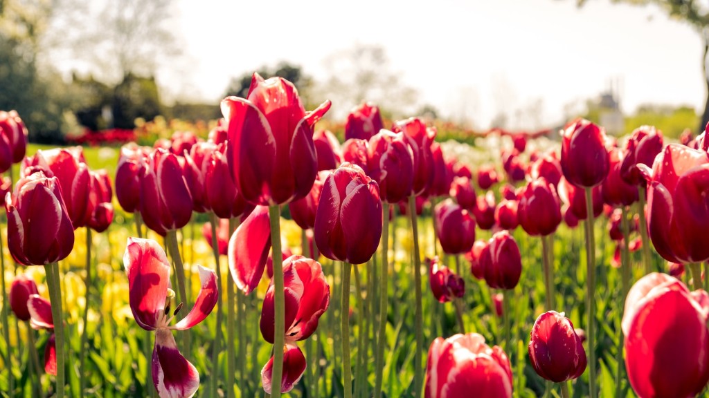 How to plant tulip flower seeds?