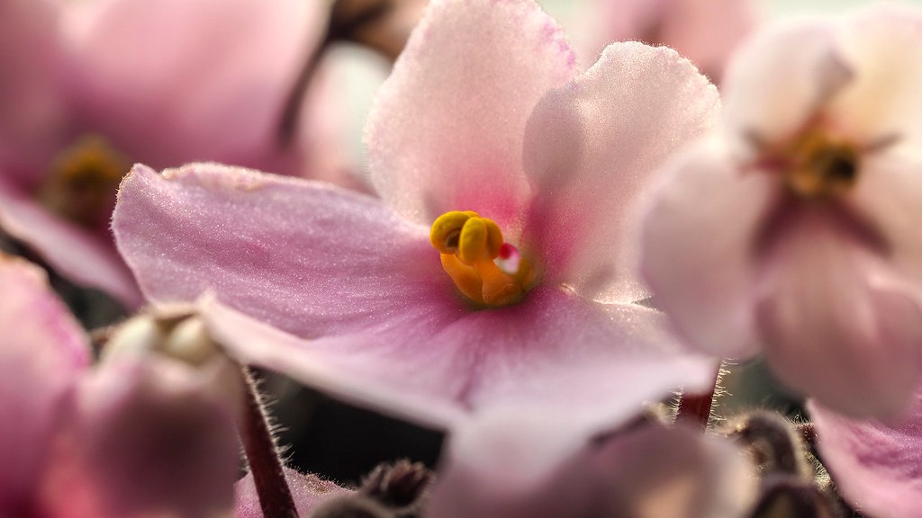 When does african violets flower?